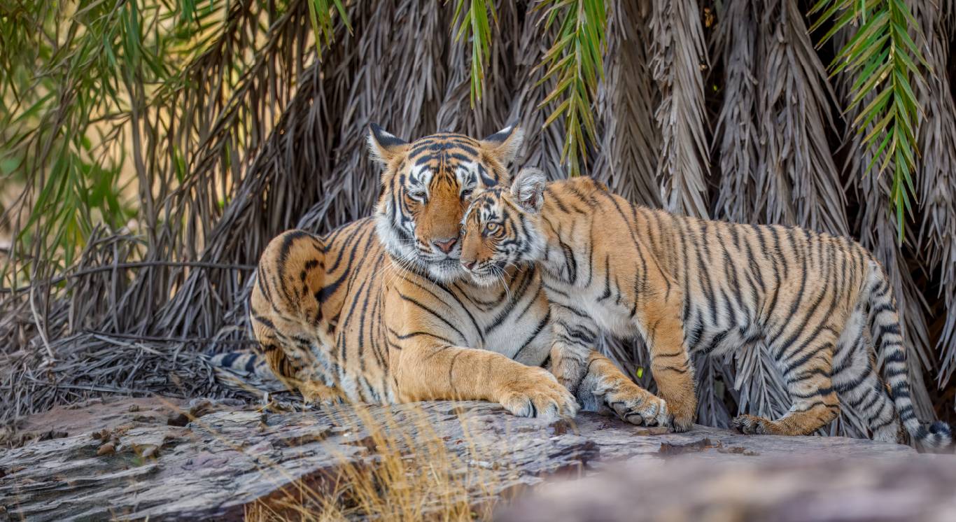 Section 3_Fresh of the Lenses_Desktop_1366 X 746px_Arrowhead & Riddhi # 2_compressed