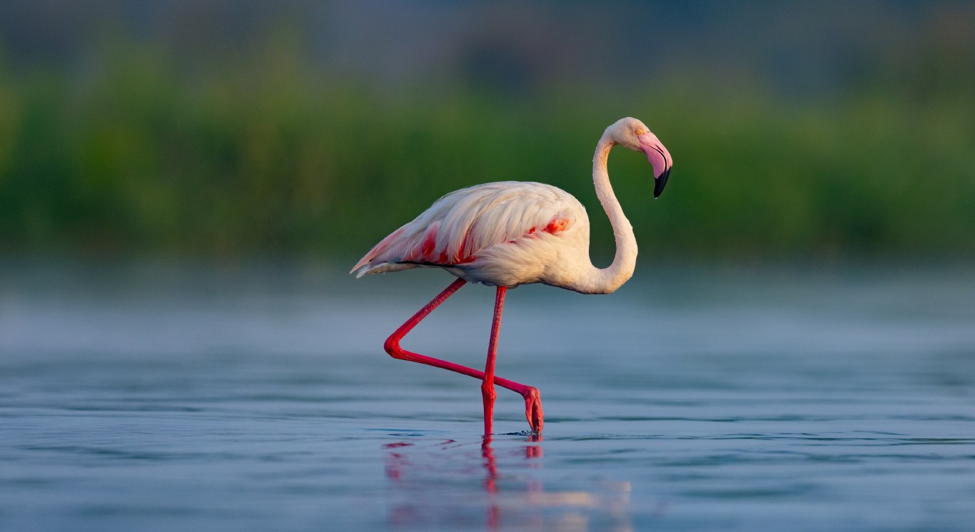 Section 3_Fresh of the Lenses_Desktop_1366 X 746px_Bandhavgarh Buffer D1 Cub landscape copy_compressed