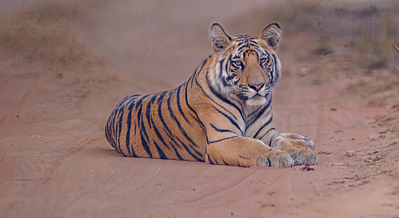 Section 3_Fresh of the Lenses_Desktop_1366 X 746px_Bandhavgarh Buffer D1 Cub landscape_compressed