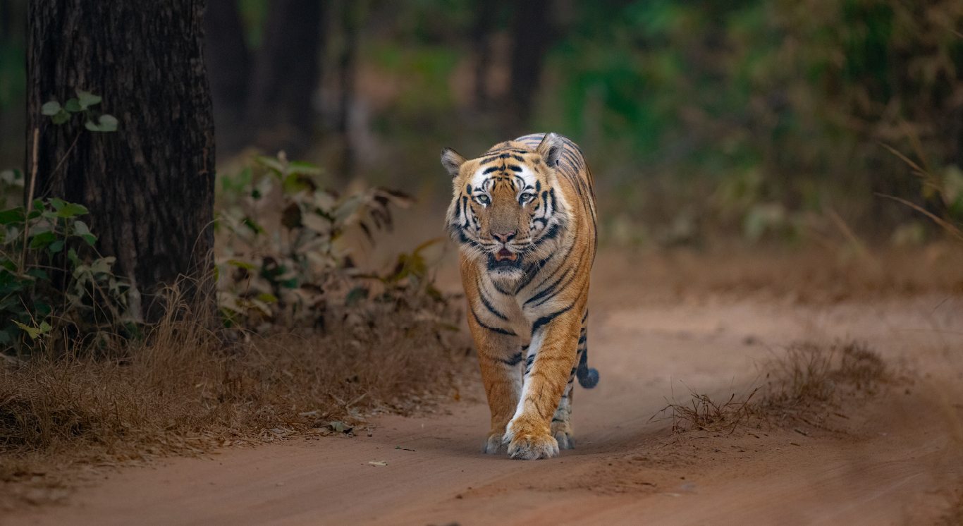 Section 3_Fresh of the Lenses_Desktop_1366 X 746px_Chotta Bheem Landscape_compressed