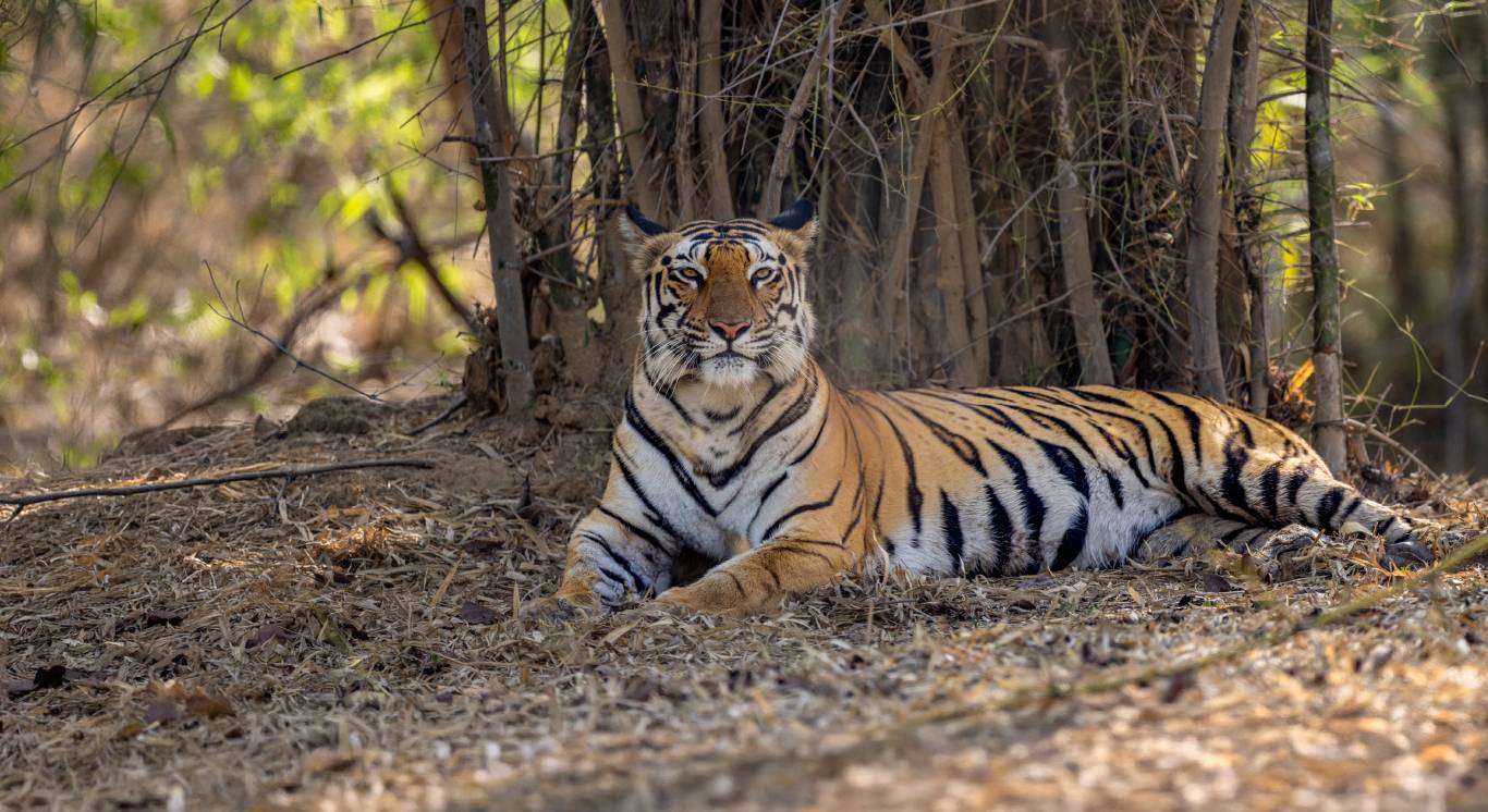 Section 3_Fresh of the Lenses_Desktop_1366 X 746px_Cub jumping on Padma Jawai Day 3_ copy_compressed