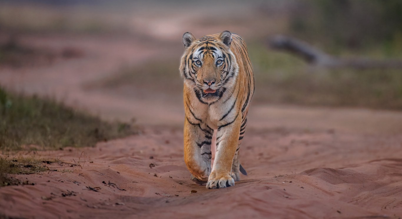 Section 3_Fresh of the Lenses_Desktop_1366 X 746px_Dotty Cub Landscape copy 11_compressed