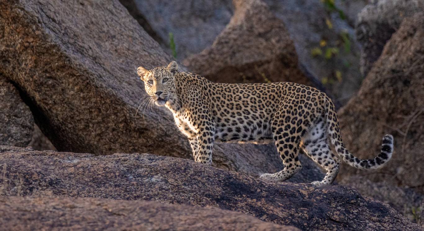 Section 3_Fresh of the Lenses_Desktop_1366 X 746px_Dotty Cub Landscape copy 16_compressed