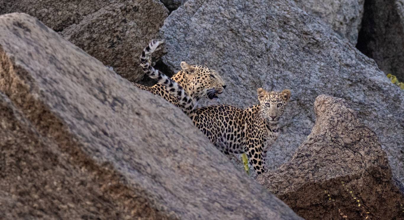 Section 3_Fresh of the Lenses_Desktop_1366 X 746px_Dotty Cub Landscape copy 18_compressed