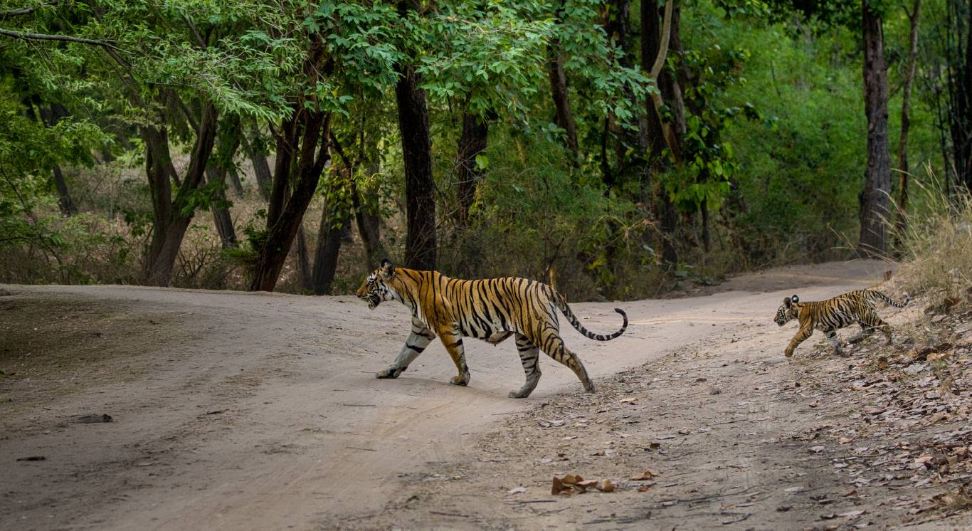 Section 3_Fresh of the Lenses_Desktop_1366 X 746px_Dotty Cub Landscape copy 20_compressed