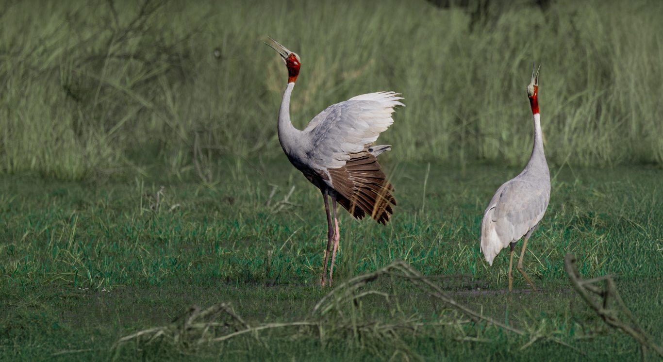 Section 3_Fresh of the Lenses_Desktop_1366 X 746px_Dotty Cub Landscape copy 22_compressed