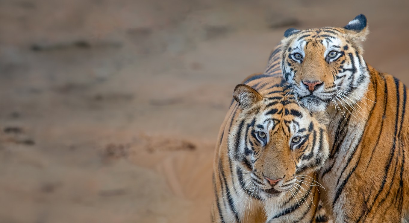 Section 3_Fresh of the Lenses_Desktop_1366 X 746px_Dotty Cub Landscape copy 23_compressed