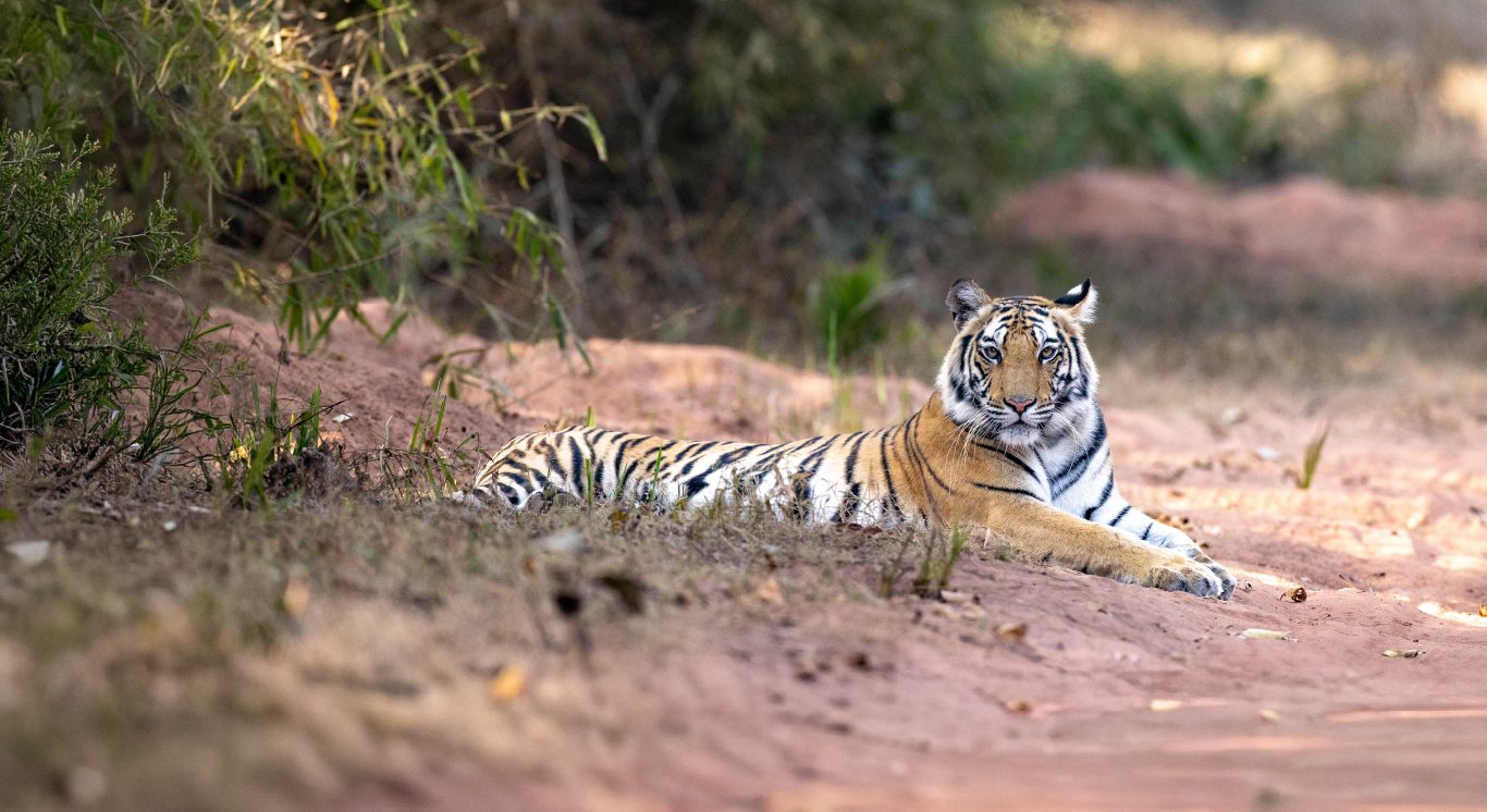 Section 3_Fresh of the Lenses_Desktop_1366 X 746px_Dotty Cub Landscape copy 24_compressed