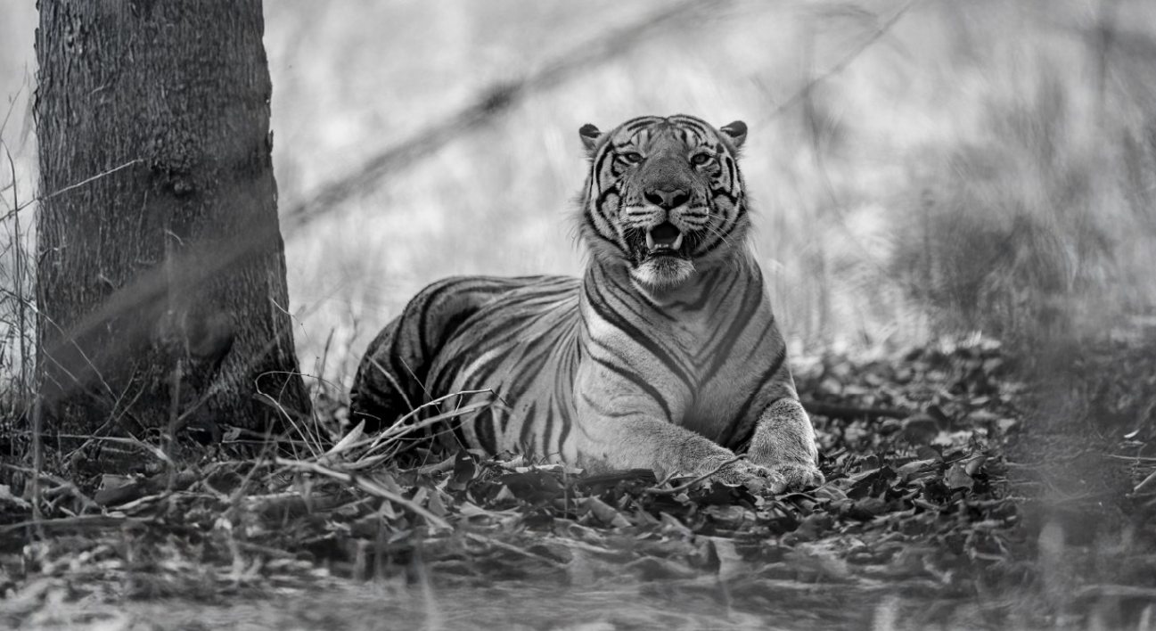 Section 3_Fresh of the Lenses_Desktop_1366 X 746px_Dotty Cub Landscape copy 2_compressed