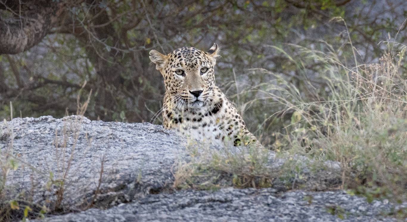 Section 3_Fresh of the Lenses_Desktop_1366 X 746px_Dotty Cub Landscape copy 6_compressed