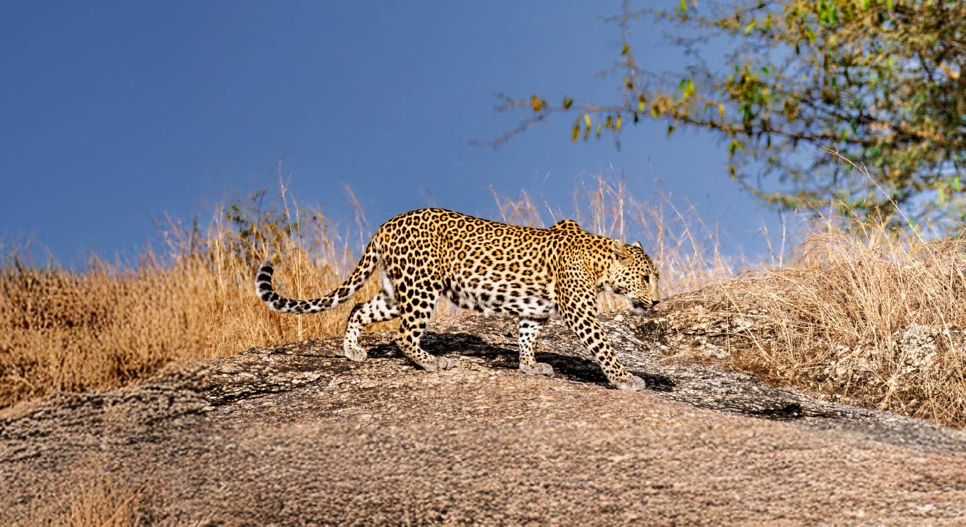 Section 3_Fresh of the Lenses_Desktop_1366 X 746px_Dotty Cub Landscape copy 7_compressed