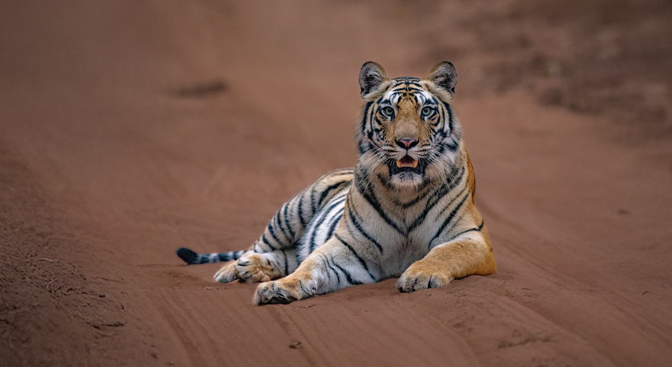 Section 3_Fresh of the Lenses_Desktop_1366 X 746px_Dotty Cub Landscape_compressed